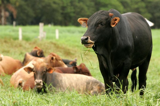 Brucelose e tuberculose em bovinos: zoonoses demandam atenção do produtor