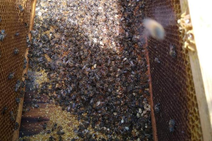 Casos de mortandade de abelhas no RS voltam a deixar produtores em alerta