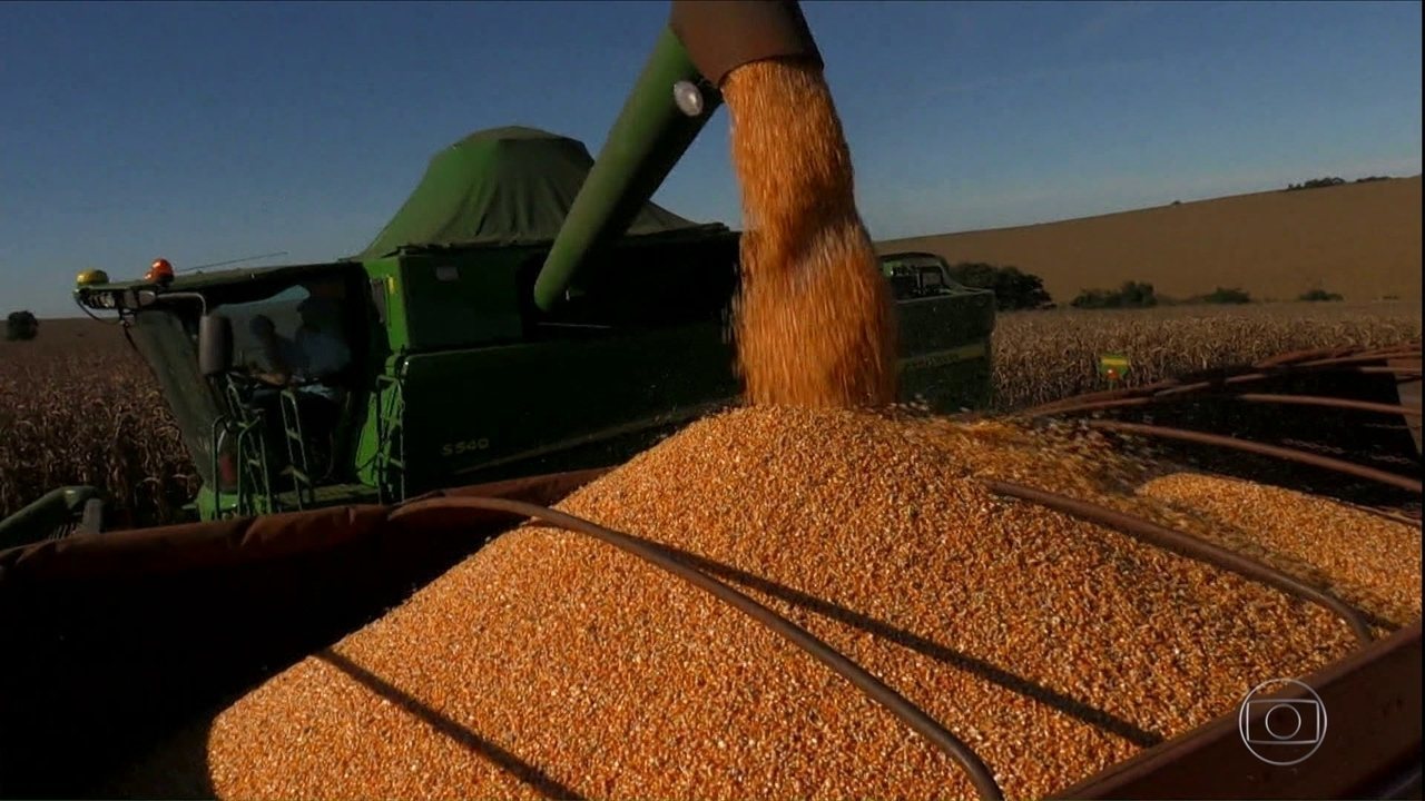 Colheita do milho avança no Estado e atinge 43% da área cultivada