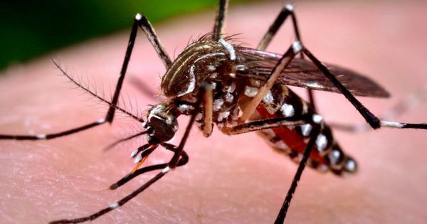 Saiba como evitar o mosquito Aedes aegypti