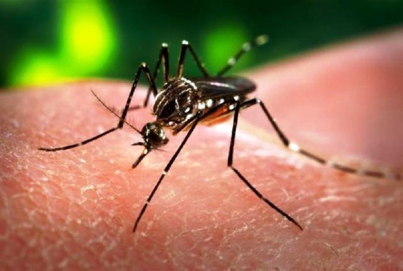 PREOCUPAÇÃO COM A DENGUE PROSSEGUE MESMO NO INVERNO DIZ SECRETARIA DA SAÚDE