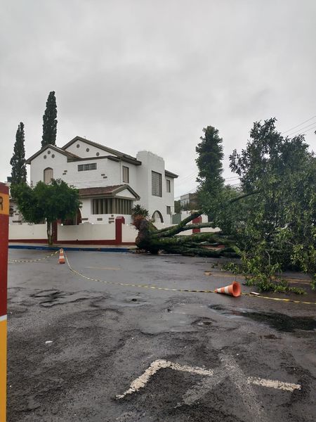 VENTOS FORTES DERRUBARAM ÁRVORE EM SANTA ROSA