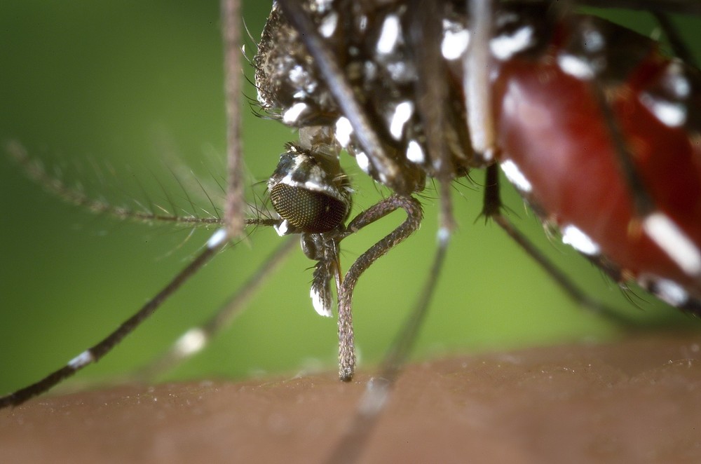 Sobe para 557 o número de casos de dengue contraída dentro do RS